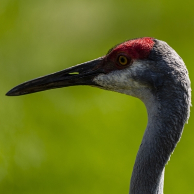 Canadese kraanvogel - De Zonnegloed - Dierenpark - Dieren opvangcentrum - Sanctuary